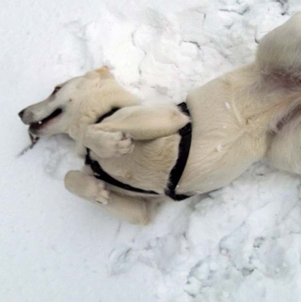 Weisser Sch�ferhund von den Grenzg�ngern